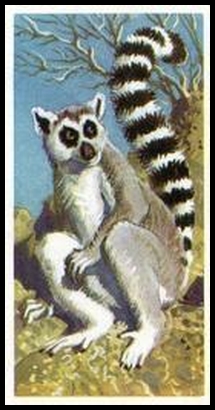 73BBAWL 9 Ringed Tailed Lemur.jpg